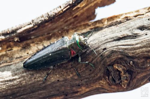 Belionota prasina